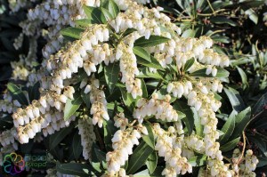 pieris japonica